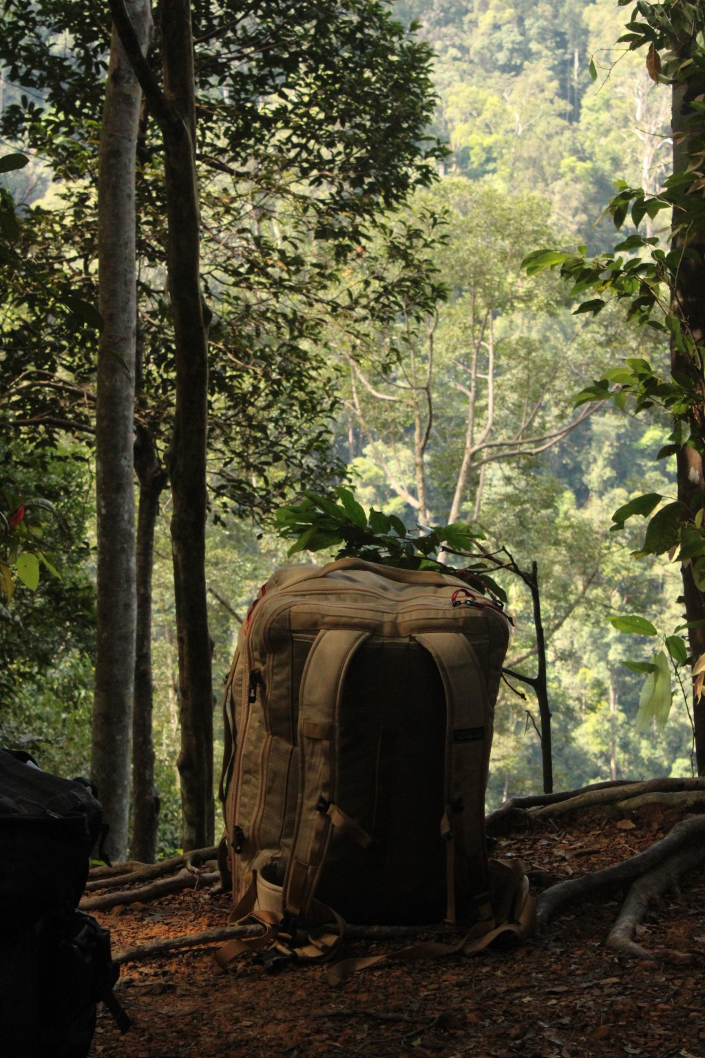 Deep in the Sumatran Jungle